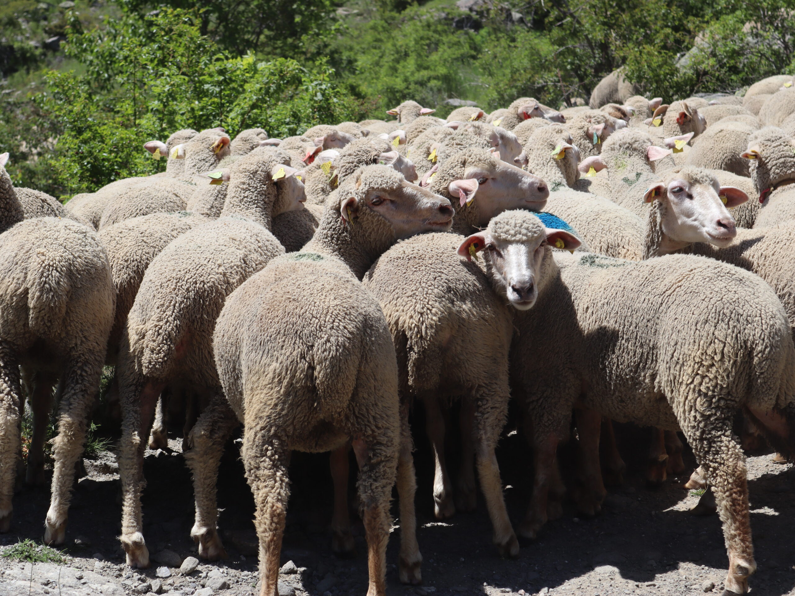 Fête de la transhumance ©L. Chamerlat